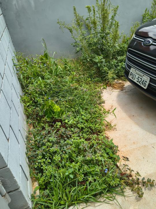 Foto 6 de 6 — ‘Situação é de abandono’: mato alto revolta moradores de postinho de saúde em Araraquara